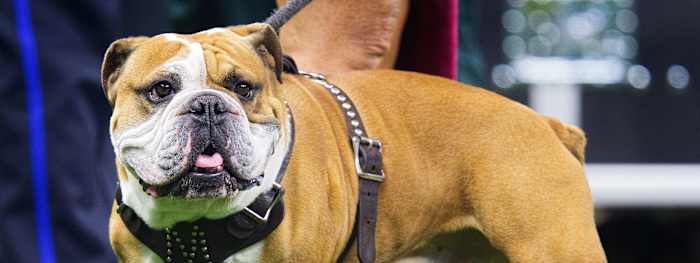 bully-sideline-hit-2560